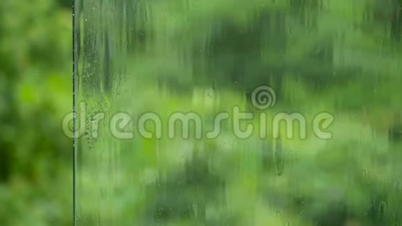 雨水从玻璃表面流向多汁的绿色视频的预览图