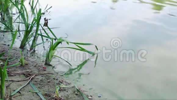森林湖的景象普通芦苇芦苇芦苇随风飘扬夏季视频的预览图
