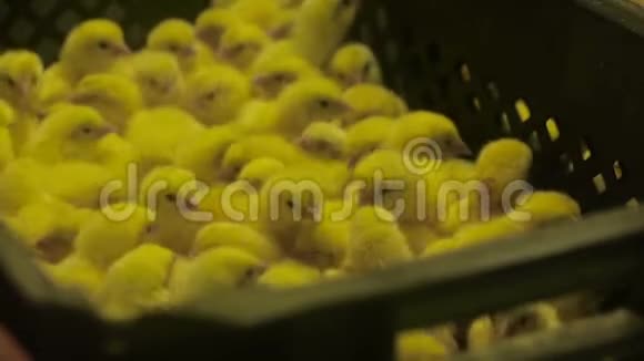很多小鸡在养鸡场视频的预览图