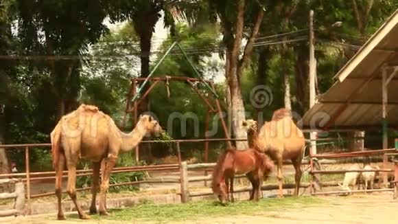 动物园里的骆驼视频的预览图