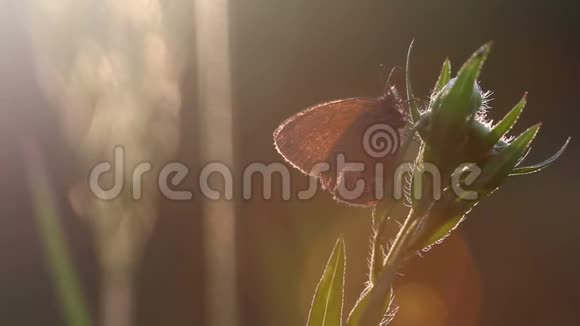 阳光下美丽的蝴蝶夏天柔和的焦点背景视频的预览图