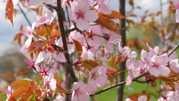 日本樱花的粉红色花朵视频的预览图