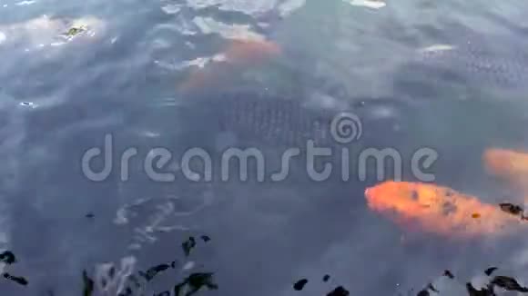 日本锦鲤在池塘游泳印度尼西亚巴厘4K视频的预览图