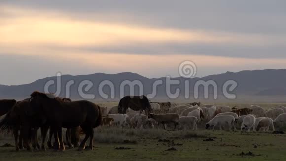 绵羊和山羊之间的马视频的预览图