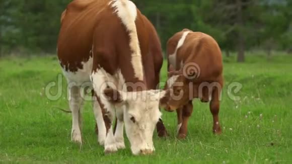 奶牛在山脚的高山草甸上放牧画面的一天绚丽的一幕欧洲生态概念美容视频的预览图