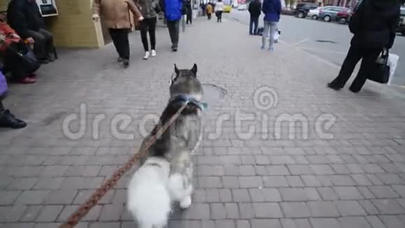 一条狗带着皮带跑在人行道上视频的预览图