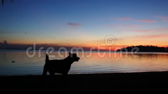 剪影家庭宠物狗在沙滩上惊人的日落慢动作1920x1080视频的预览图