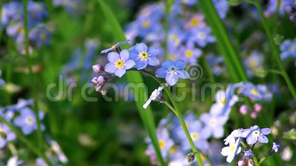 闪耀着蓝色花朵和绿草的大田野视频的预览图