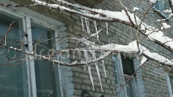 冬天树上的冰柱视频的预览图