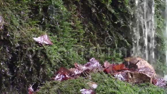 溪水滴落在树叶和苔藓上视频的预览图