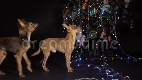 两只玩具狗是一只黄色新年狗视频的预览图