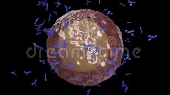 浆细胞B淋巴细胞产生抗体视频的预览图