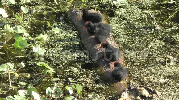 在湿地的原木上常见的小鸡视频的预览图