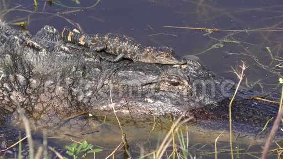小鳄鱼在湖里的母亲头上晒太阳视频的预览图