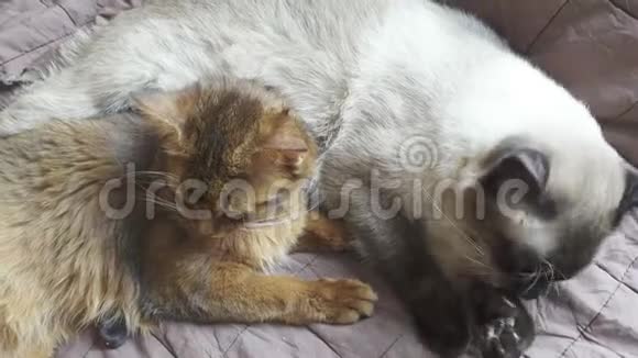 成年猫湄公河马尾和小猫索马里宠物们互相舔着自己视频的预览图