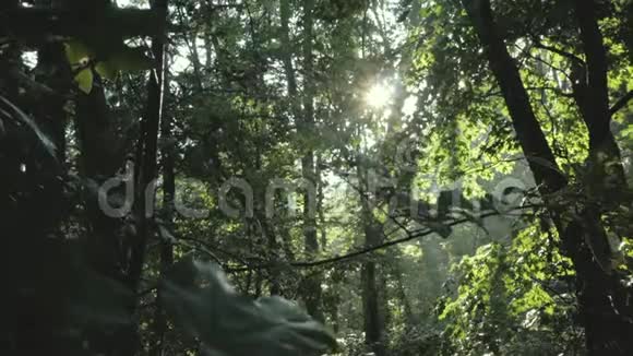 雨后夏林景观视频的预览图