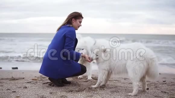 有魅力的年轻女子慢镜头与两只萨莫伊德品种的狗在海边玩耍白色毛茸茸的宠物视频的预览图
