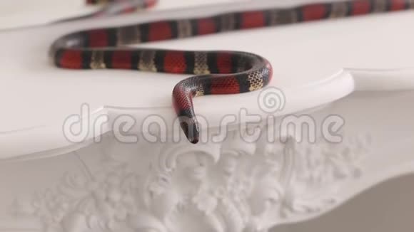 一条黑红蛇的特写躺在桌子上视频的预览图