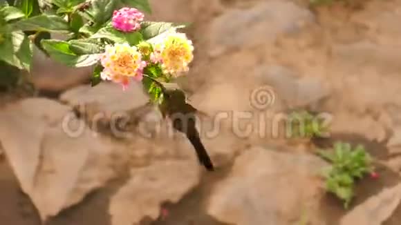 色彩斑斓的蜂鸟在自然光线下的花朵上视频的预览图