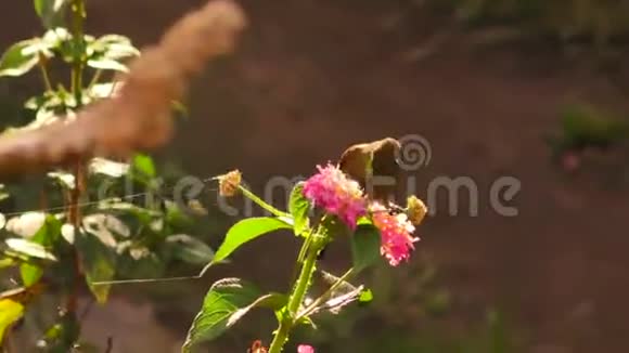 一只蜂鸟用鲜艳的花粉拍摄背景视频的预览图