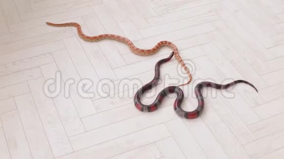 两条蛇爬在白色的木地板上蛇视频的预览图