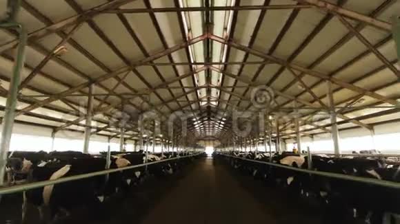 大型奶牛场有奶牛场和农场工人视频的预览图