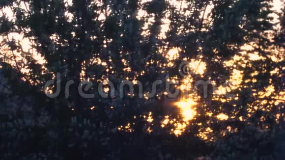 一个美丽的日落树的轮廓视频的预览图