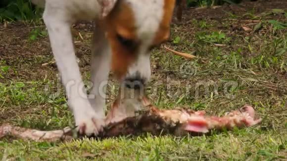 一只杰克罗素驮着生骨的小猎犬视频的预览图