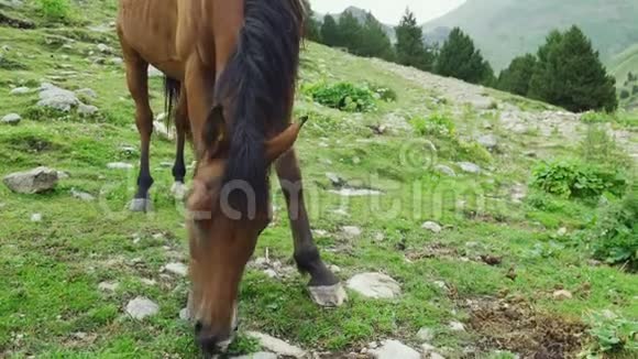 美丽的棕色阿拉伯马在高山上放牧视频的预览图