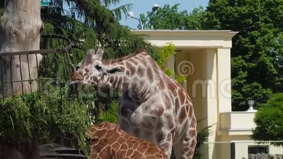 动物园花园长颈鹿在动物园户外吃草视频的预览图