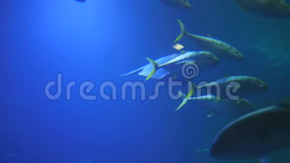 海洋生物海鱼在水下游泳视频的预览图