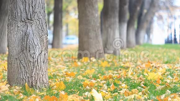 五颜六色的黄色橙色叶子紧贴在绿色的草坪上叶子正在脱落慢动作视频的预览图