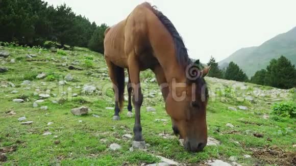 美丽的棕色阿拉伯马在高山上放牧视频的预览图