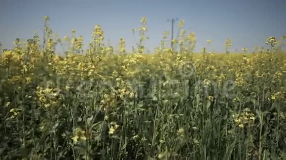 黄色的油菜花在蓝天上视频的预览图