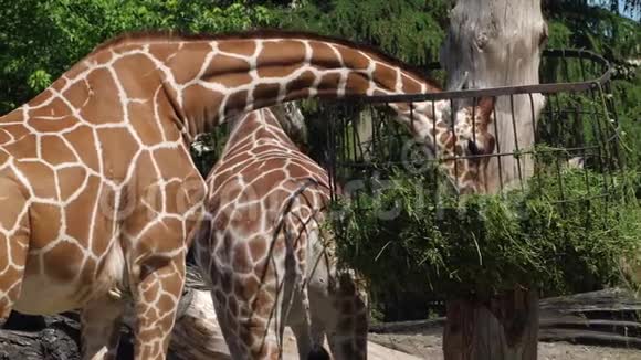 动物园长颈鹿在露天动物园吃干草视频的预览图