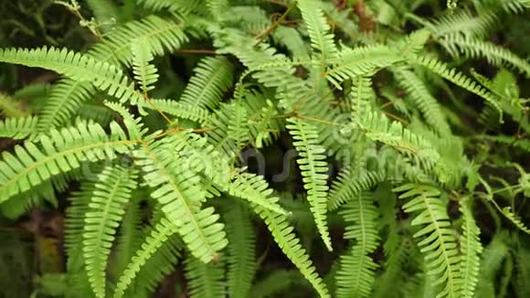 台湾台北植物园大自然绿假蕨叶视频的预览图