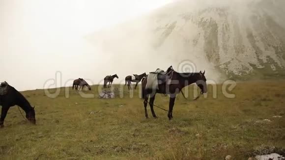 马在山里的草地上吃草视频的预览图