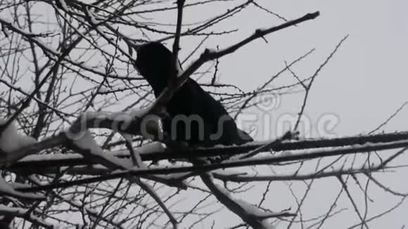 饥饿的黑鸽在寒冷的冬雪季节在冬天的树枝上伴着雪视频的预览图