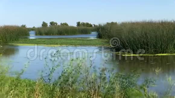 湿地水和蓝天的植物视频的预览图