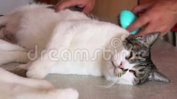 关心猫的皮毛用梳子梳理猫的手男人在桌子上刷毛和刷猫的毛梳猫喜欢和她的主人在一起视频的预览图