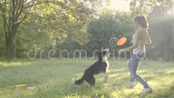狗边界牧羊犬跳着飞盘女孩的驯养员在大自然的空中捕捉她视频的预览图
