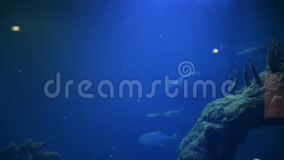 蓝水中含有珊瑚和藻类的热带鱼水下世界的美丽背景视频的预览图