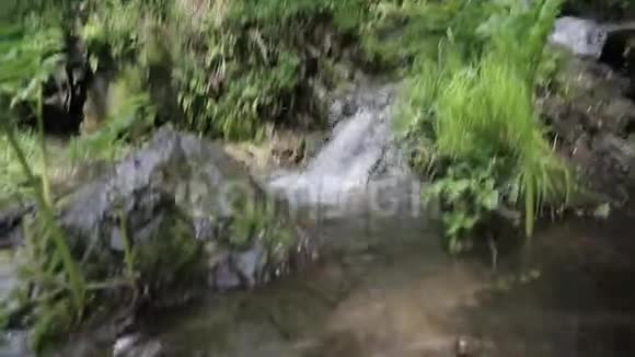 森林溪流视频的预览图