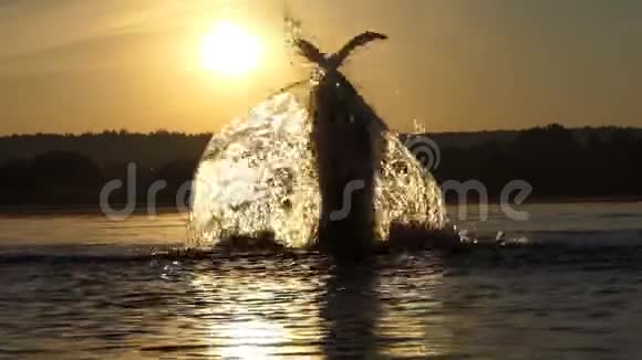 金发碧眼的人在夕阳下举起湖水来娱乐视频的预览图
