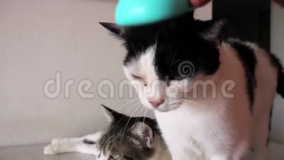 关心猫的皮毛用梳子梳理猫的手男人在桌子上刷毛和刷猫的毛梳猫喜欢和她的主人在一起视频的预览图