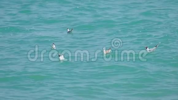 海鸥漂浮在碧绿色的海面上视频的预览图
