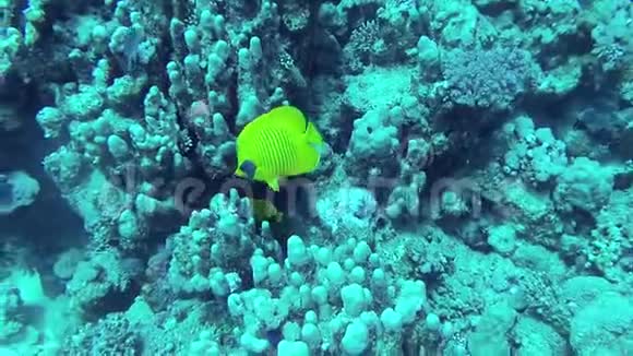 伪装的蝴蝶鱼鱼慢慢游过珊瑚礁视频的预览图