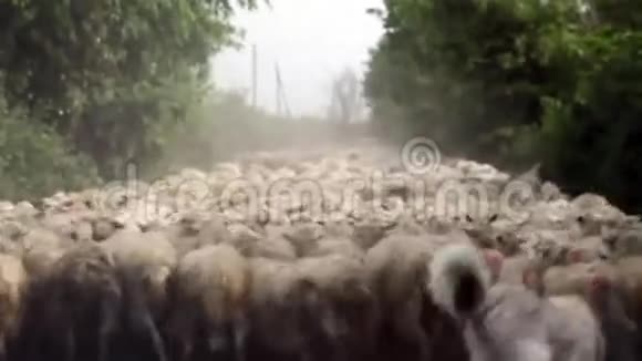 羊群群视频的预览图