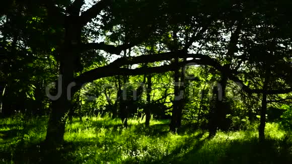 森林树木背景绿色自然景观光影泛视频的预览图