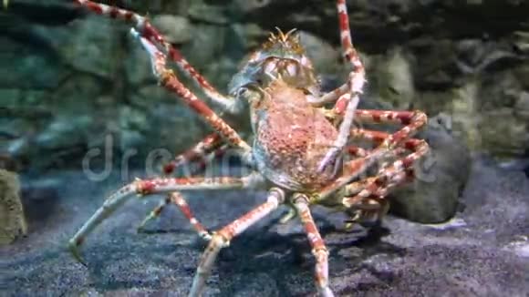 巨型日本蜘蛛蟹视频的预览图